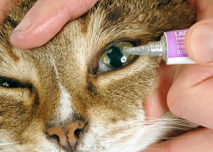 Erythromycin Ophthalmic Ointment For Cats | Eye Ointment