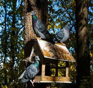 best anti pigeon bird feeder